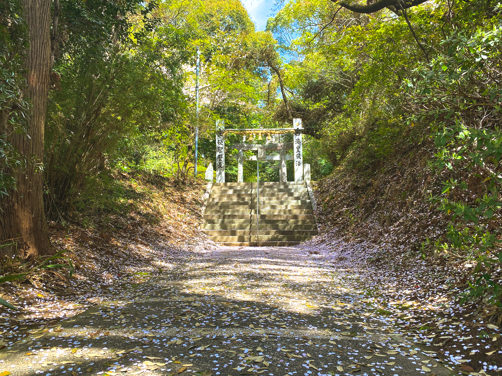 福岡県筑紫野市「筑紫神社」桜の絨毯